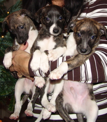 Puppies 6 Wochen alt
