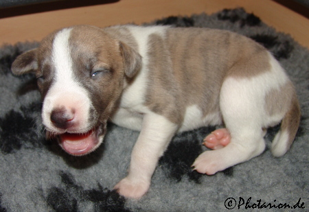 Whippetmädchen 13 Tage alt