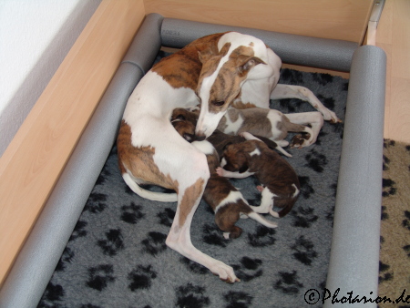 Kopete und ihre 14 Tage alten Welpen