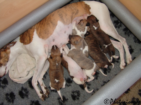 Photarion´s welpen 16 Tage alt