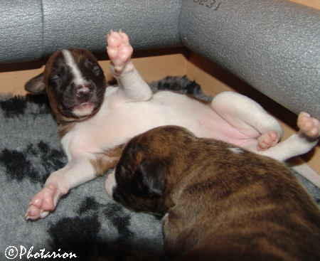 Whippetmädchen 16 tage alt