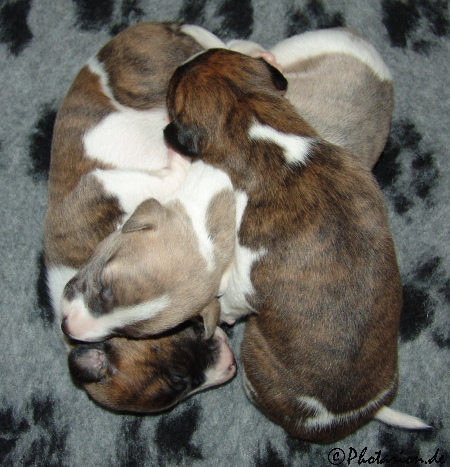 Puppies 16 Tage alt