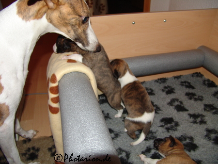kopete und ihre Kinder