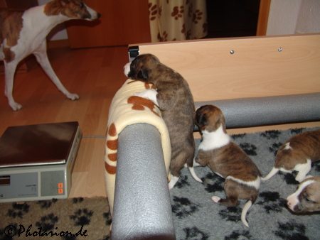Whippetwelpen 16 Tage alt