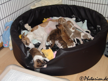 Puppies 4 Wochen alt
