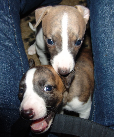 Turini und Marley
