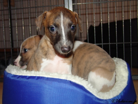 Whippetmädchen Achat knapp 6 Wochen alt