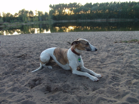 Kopete