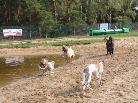 Whippets und Afghanen