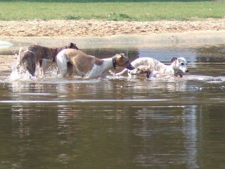 Whippets im See