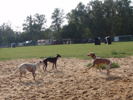 Robin, Chary, Sony und Turini