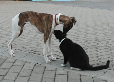 Amy und Kitty