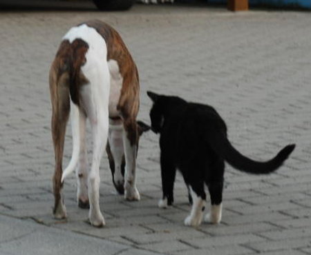 Whippchen und Kätzchen