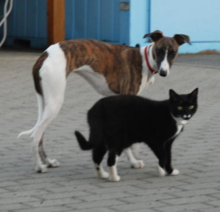 Amy und Kitty