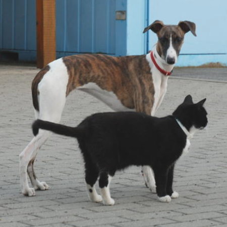 Amy und Kitty