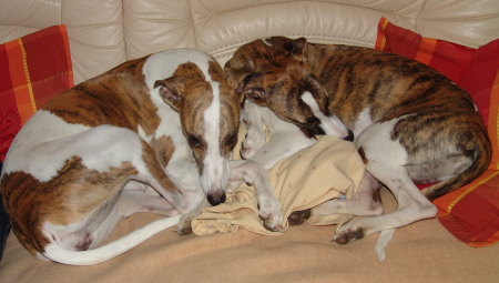 Kopete und Turini