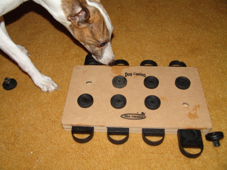 "Dog Casino"