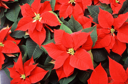 Weihnachtsstern (Euphorbia pulcherrima)