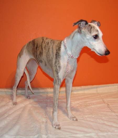 Koseilata´s Robin Fly 9 Jahre alt