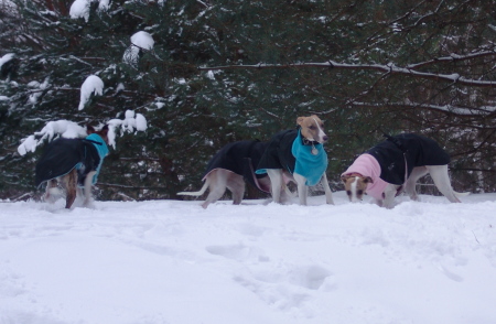 Schneewhippets