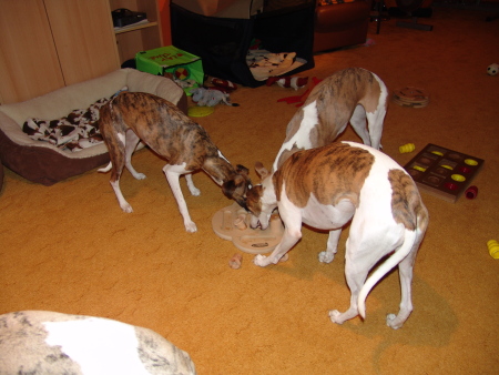 Kopete, Turini, Sony
