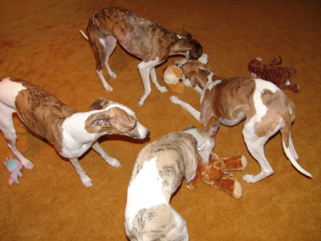 Robin, Sony, Turini, Kopete