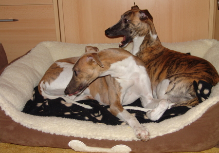 Marley und Machu