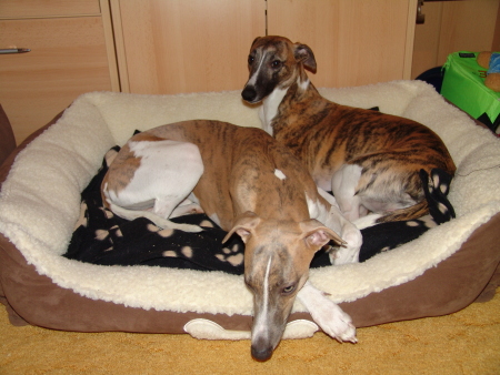 Marley und Machu