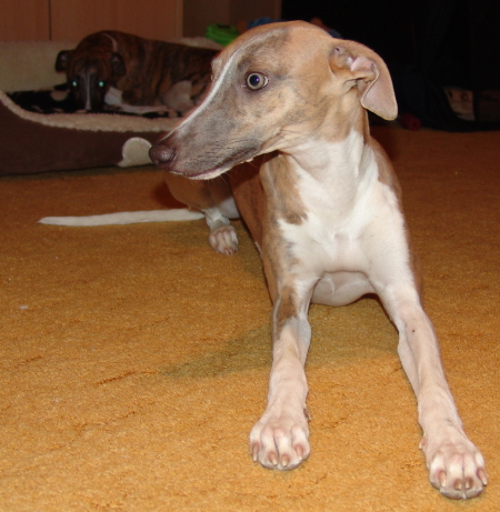 Marley
