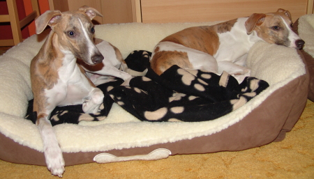 Marley und Sony