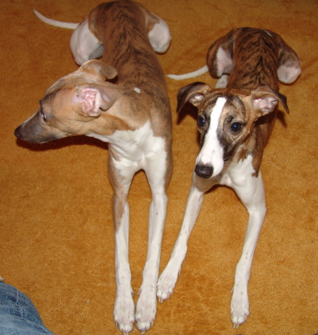 Marley und Turini