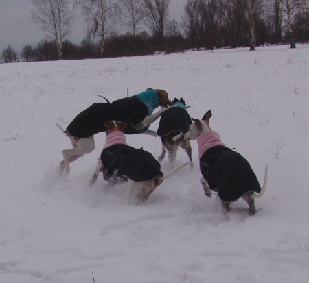 Winterwhippets