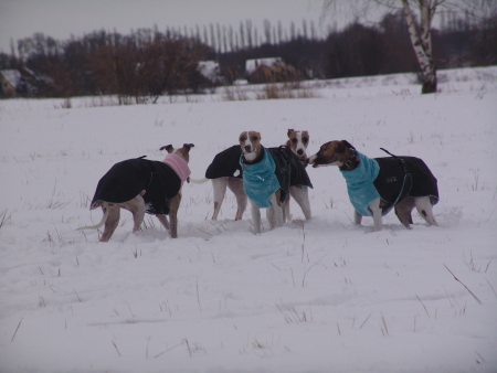 Whippets im Schnee