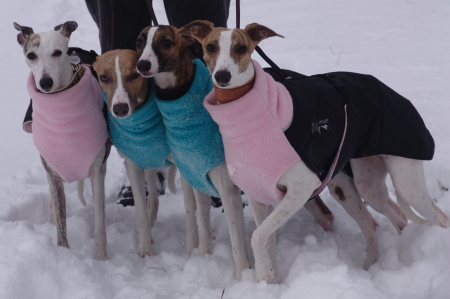 Robin, Sony, Turini und Kopete