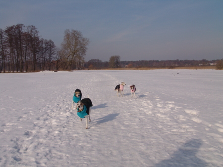 Whippets im Schnee