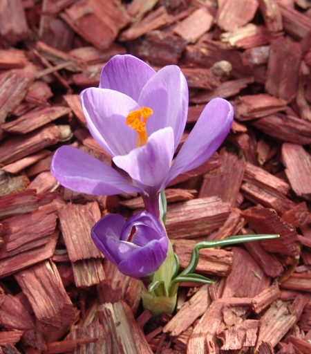 Krokus