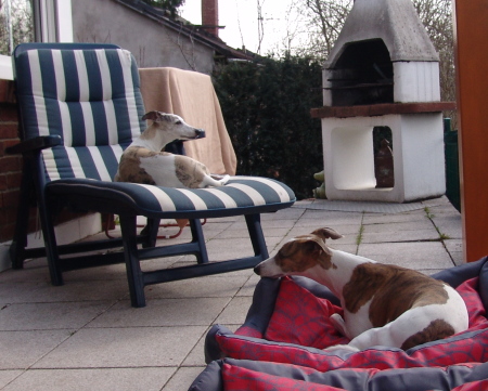 Robin und Kopete