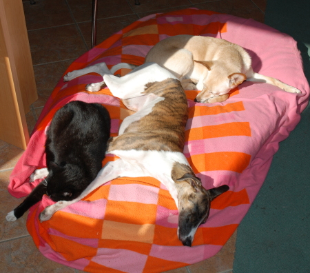 Emmy, Kitty und Sina