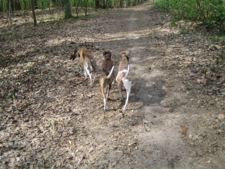 Machu, Floppy, Marley