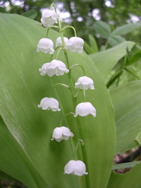 Convallaria-oliv