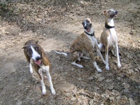 Floppy, Machu, Marley