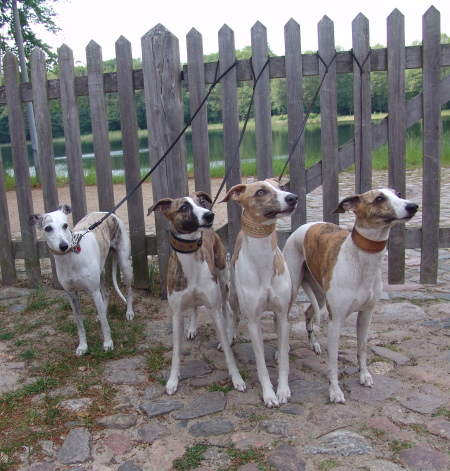 Robin, Turini, Sony, Kopete